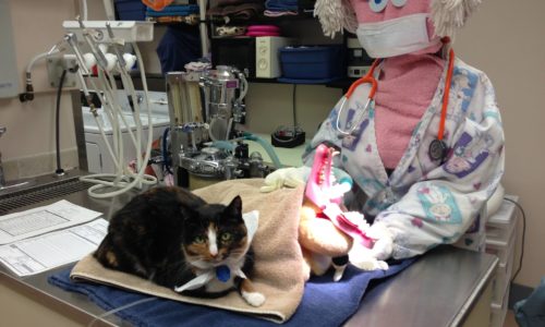 Cat lying on an examination counter with a model of a vet