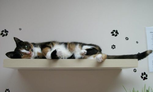 Cat lying on a shelf