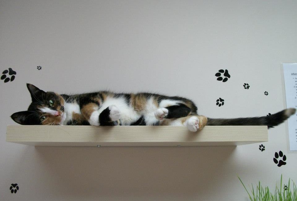 Cat lying on a shelf