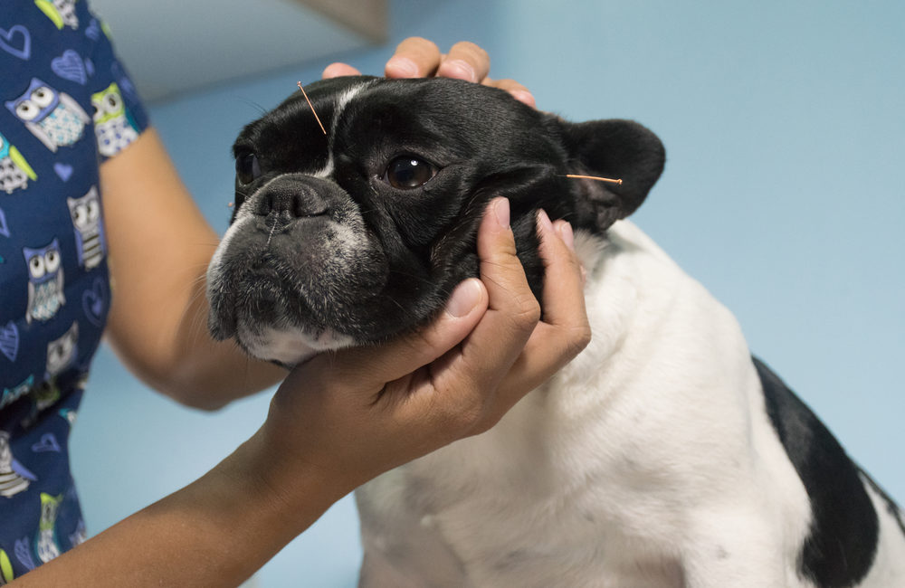 Dog with acupuncture needles on its head