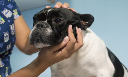 Dog with acupuncture needles on its head