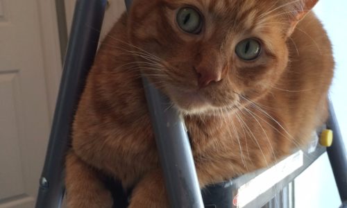 Archie the cat sitting on a ladder