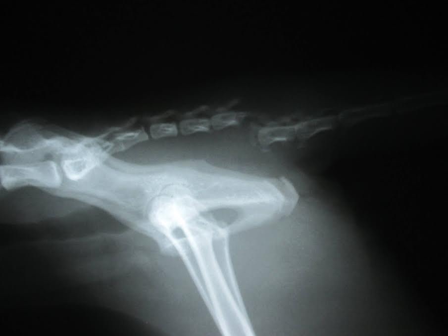 cat x-rays