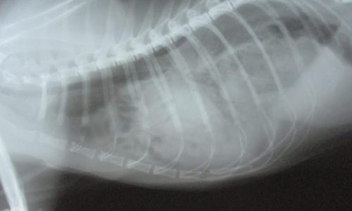 Cat X-Ray