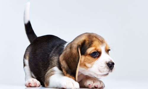 Beagle puppy crouched down
