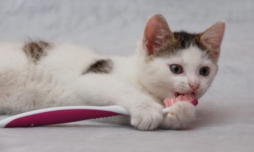 Kitten holding a toothbrush