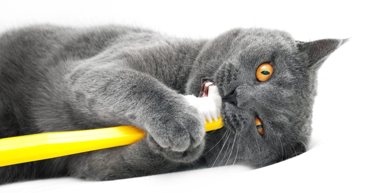 Cat holding and biting a toothbrush
