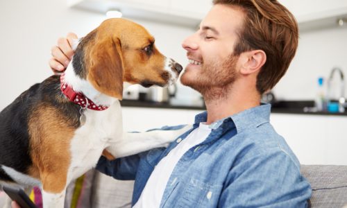 dental health for pets