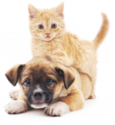 Kitten on top of a puppy
