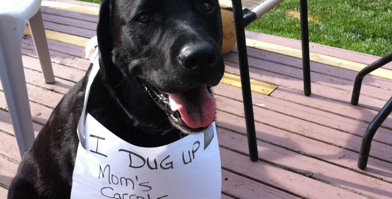 Gerdie the dog wearing a sign saying I dug up mom's carrots
