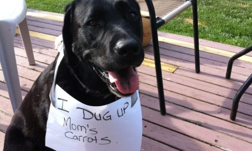 Gerdie the dog wearing a sign saying I dug up mom's carrots