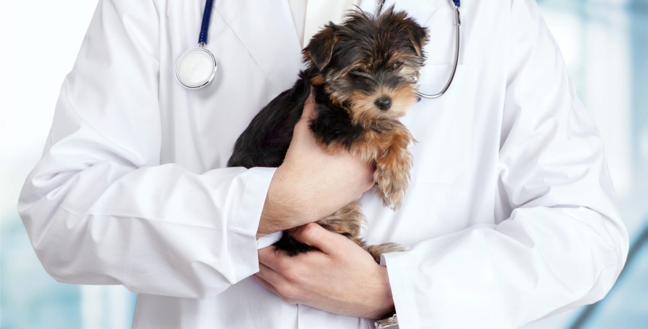 Veterinarian holding a puppy