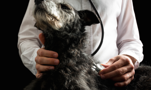 Vet placing a stethoscope on a dog