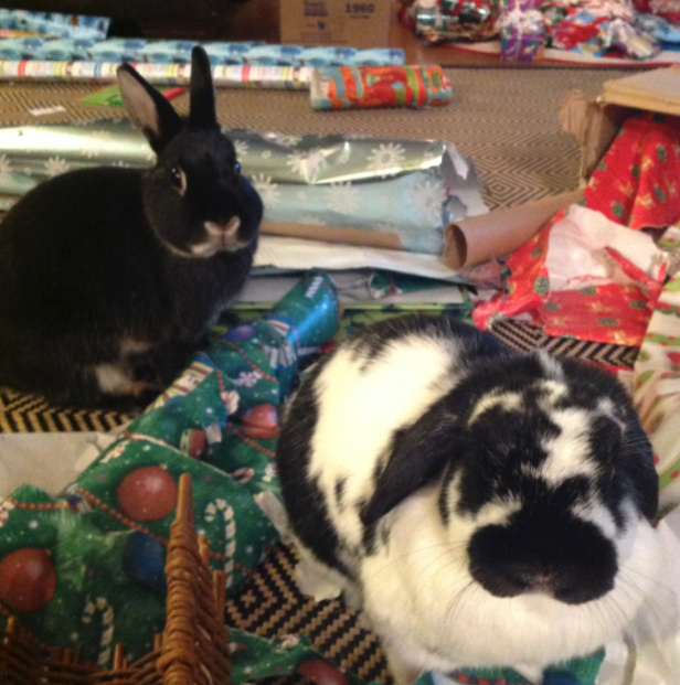 Two rabbits sitting on a rug with wrapping paper
