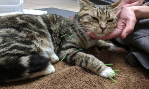 Beetle the cat with acupuncture needles