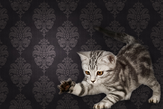 Grey kitten in front of wallpaper