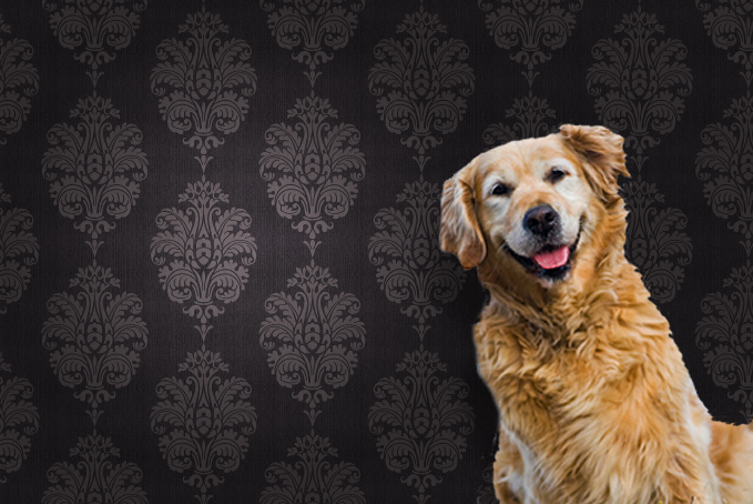 Happy dog in front of wallpaper