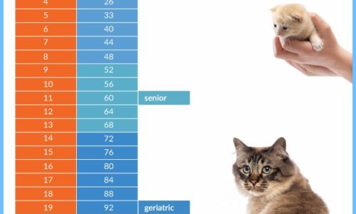 How old is your cat in people years chart