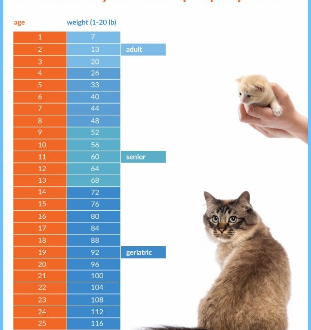 How old is your cat in people years chart