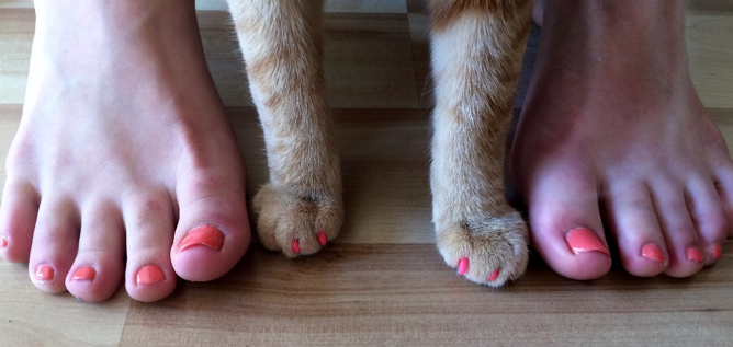 Cat paws and human feet with painted nails