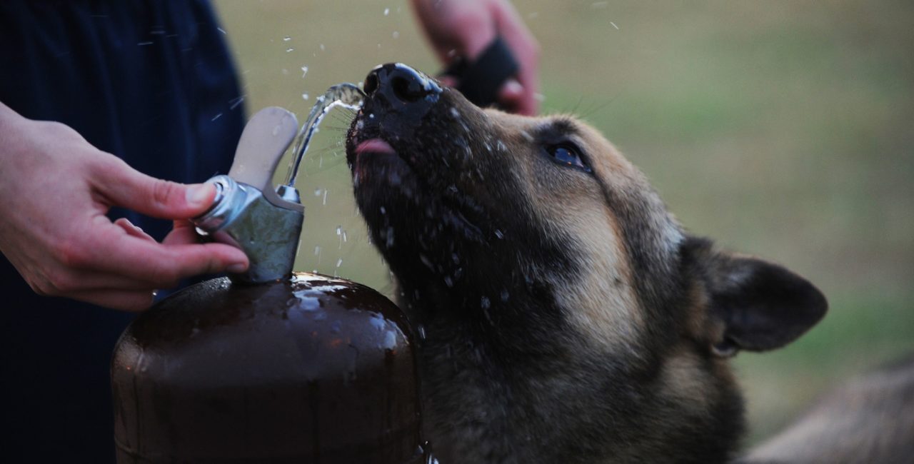 Dog drinking from a water fountain