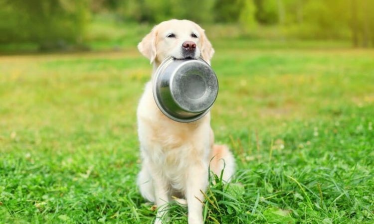 Dog holding a food bowl in its mouth