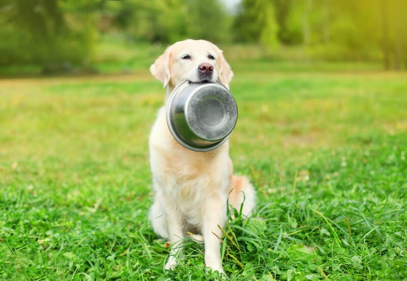 Dog holding a food bowl in its mouth