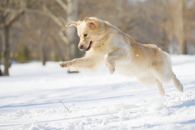 dog-snow-active