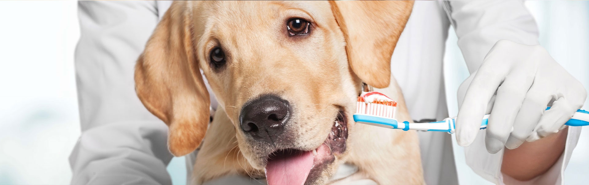 Veterinarian holding a toothbrush in front of a dog