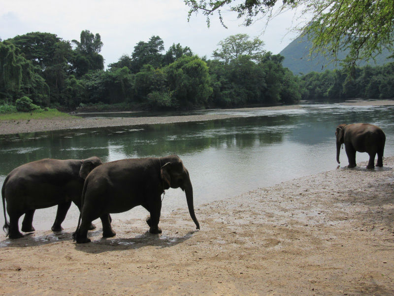 Elephants by a river, drinking water
