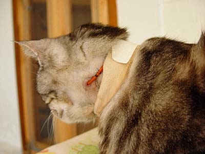 Cat with feeding tube on its neck