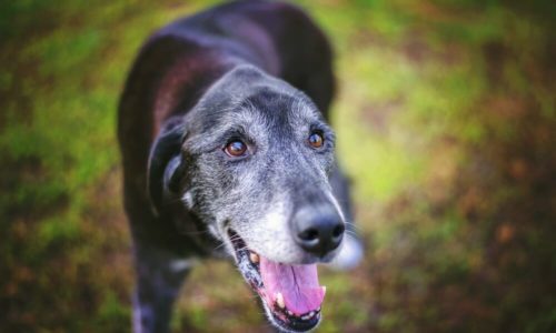 Greying senior dog with its mouth open
