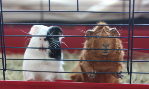 Two guinea pigs in a cage