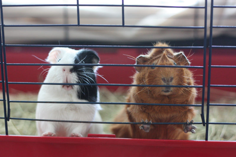 Two guinea pigs in a cage