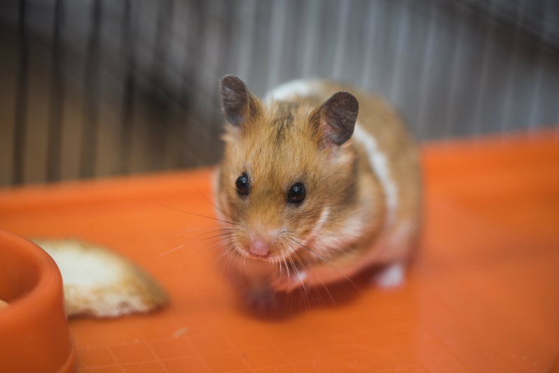 Healthy Hamster Basics - Mission Ridge Animal Hospital