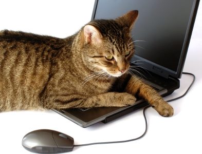 Cat lying on a laptop