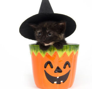 Kitten in a pumpkin jar