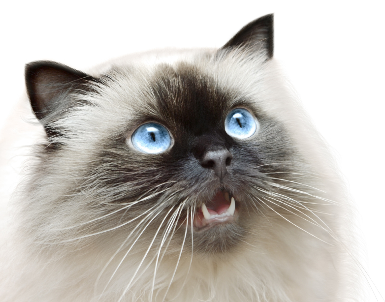Fluffy cat with blue eyes looking up