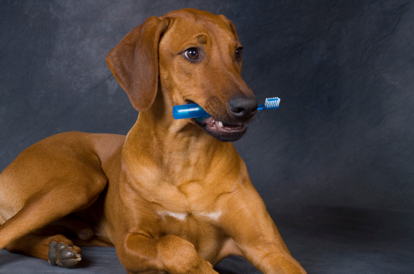 Dog holding a toothbrush in its mouth