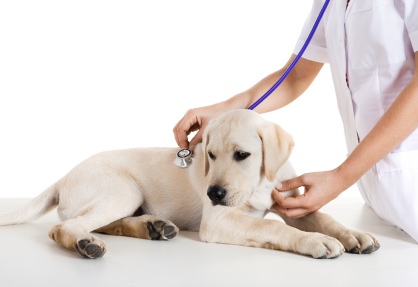 Vet placing a stethoscope on a lying dog