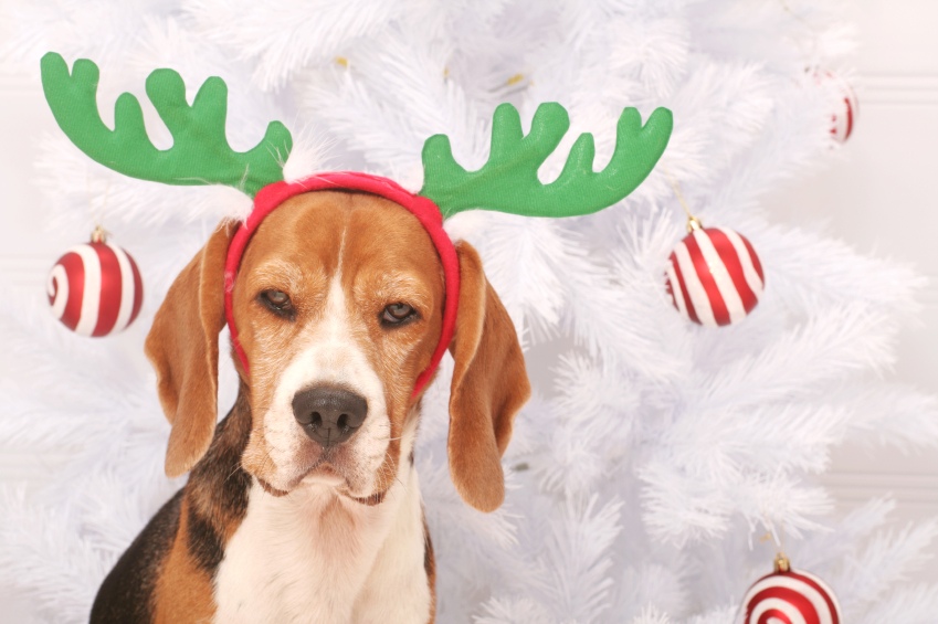 Dog wearing an antler headband in front of a Christmas tree