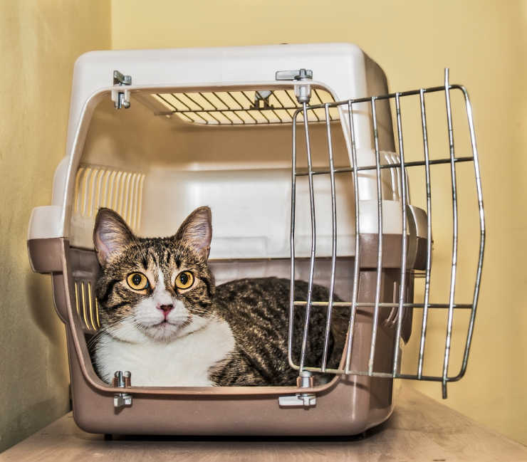 Cat lying in a crate