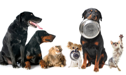 Dogs and cats sitting in a line with two dogs carrying bowls in their mouths