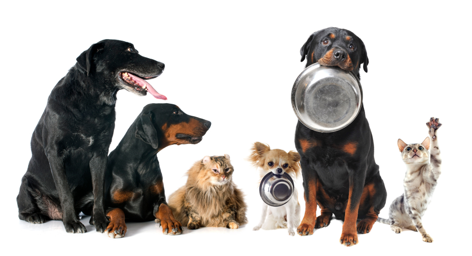 Dogs and cats sitting in a line with two dogs carrying bowls in their mouths