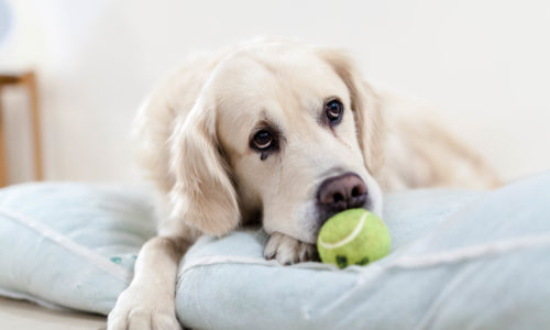 Dog lying on a dog bed with a tennis ball