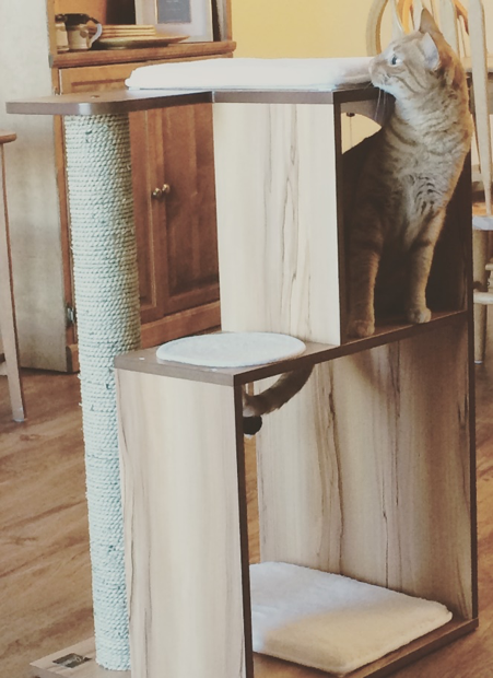 Cat standing on a scratching post