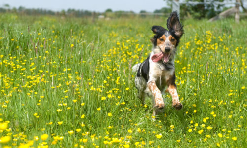 Dog playing in the field