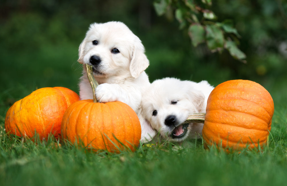 pumpkin puppies