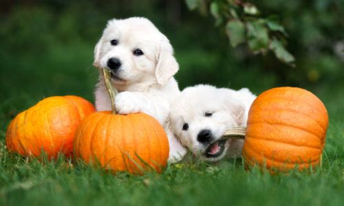 pumpkin puppies