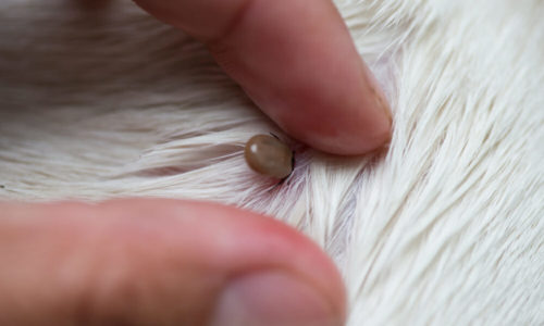 Hand holding a tick on fur